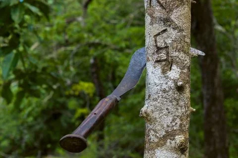 Tree cutting with bill hook, deforestation concept. Stock Photos