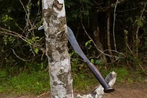 Tree cutting with bill hook, deforestation concept. Stock Photos