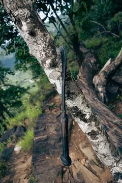Tree cutting with bill hook, deforestation concept. Stock Photos