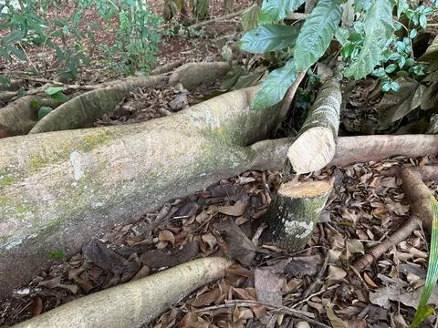 Tree cutting in the forest Stock Photos