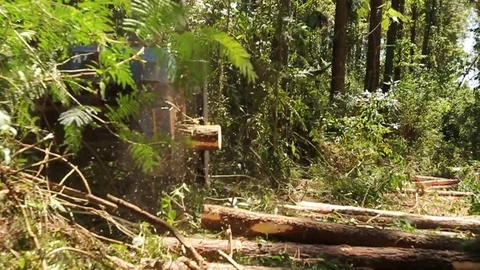 Tree cutting machine Stock Footage 78657043