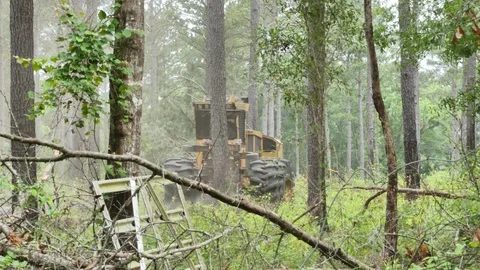 Tree cutting machine, pine forest, tree fellar, renewable recource Stock Footage 75506230