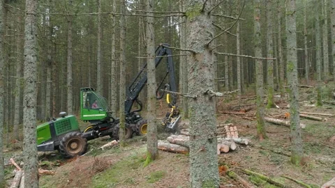 Tree-cutting machine working in the forest in France Stock Footage 162477335
