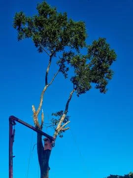 Tree cutting operation under blue sky Stock Photos