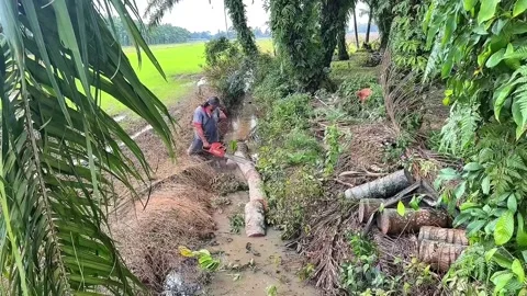 Tree Cutting in palm plantation Stock Footage 303617623