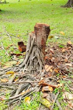 Tree cutting Foto stock