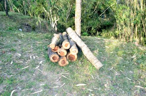 Tree Cutting Process in Forest of Himachal Pradesh India 23 Stock Photos
