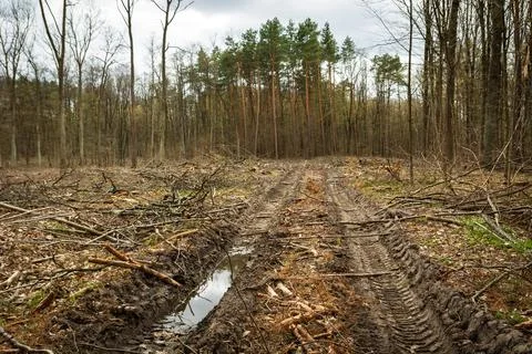 Tree cutting site in forest with dirt road Stock Photos