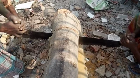 Tree Cutting Video Stock Footage 145421674