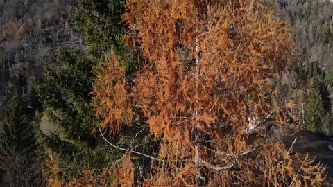 The tree cycle Stock Footage 120830651