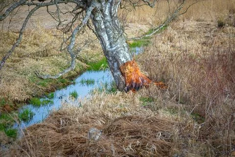 Tree damage by beavers in the nature Stock Photos