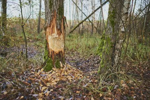 Tree damage from bites of a Eurasian beaver (Castor fiber) in a forest Stock Photos