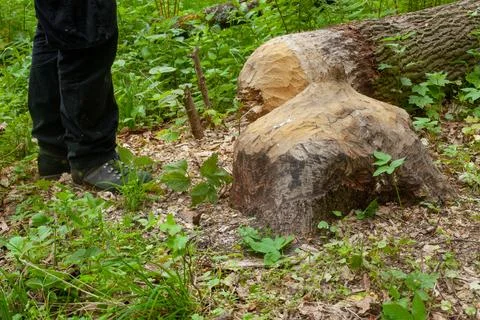 Tree Damage Caused by Beavers in Forest Foto stock