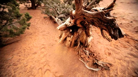 Tree Damage in a Drought Environment Stock Footage