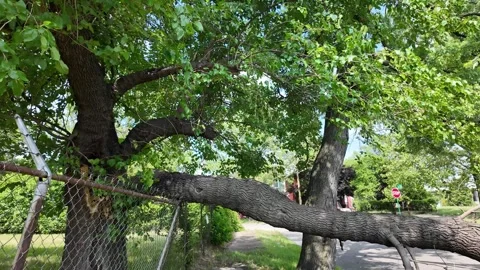 Tree Damage from High Winds, Severe Storm Video stock 318407253