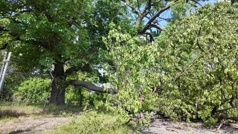 Tree Damage From Severe Weather Video stock 318407255