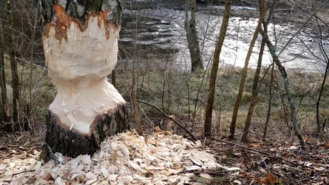 Tree Damaged by Beaver and River Background Stock Footage 101847236