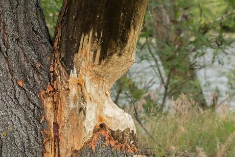 Tree damaged by a beaver. Tree trunk gnawed by european beaver. Stock Photos
