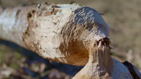 Tree damaged by beavers. Beaver gnaw tree (aspen). Stock Footage 270415155