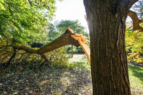 Tree damaged during uk storm Foto stock