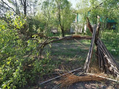 Tree damaged by gales during storm Stock Photos