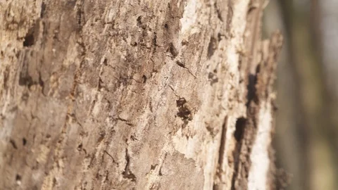 The tree is damaged by termites Vidéo 105727218