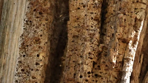 Tree damaged by termites. Stock Footage 252492545