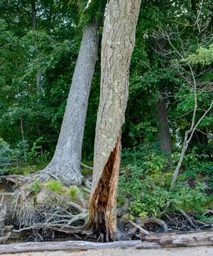A tree with a damaged trunk split at the base Photos