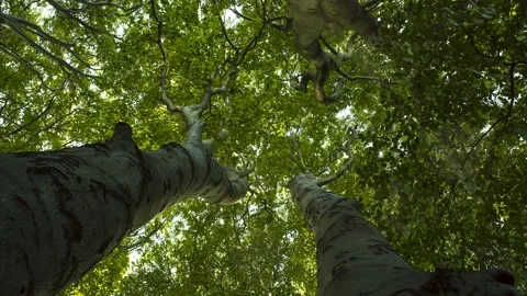 Tree dance - Timelapse - 4K - 25 fps - England - UK Stock Footage 148196355