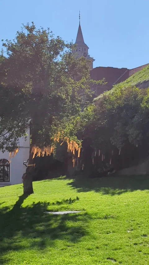 Tree dancing on wind Video stock 259303785