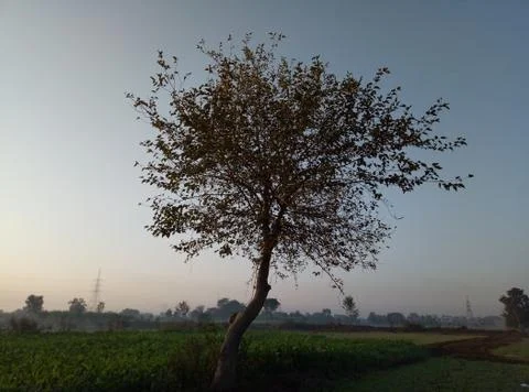 Tree with Dark Background Stock Photos