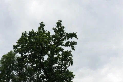 Tree with dark cloud about to rain Stock Photos