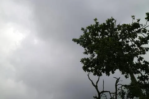 Tree with dark leaves under gray cloudy sky Stock Photos