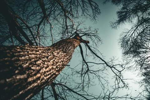 Tree in dark park. View of tree from bottom to top Stock Photos