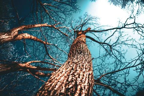 Tree in dark park. View of tree from bottom to top 스톡 사진