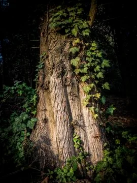 A tree in the dark Stock Photos