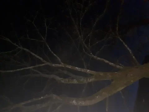 A tree in the dark Stock Photos