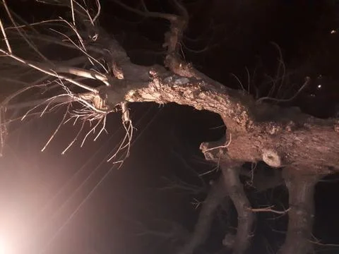 A tree in the dark Stock Photos