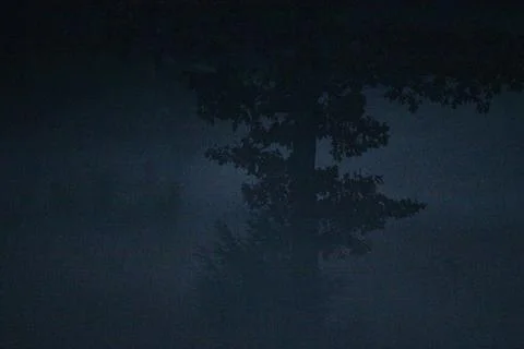Tree in dark Stock Photos