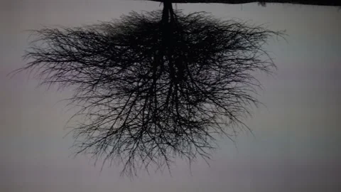 Tree in the dark projection Stock Footage 288014663