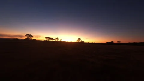 Tree in the dark at sunset Stock Footage 243728947