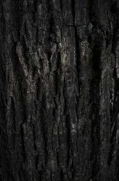 Tree dark texture Foto stock