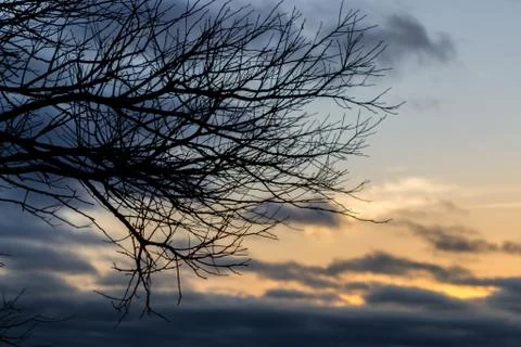 Tree at Dawn Stock Photos