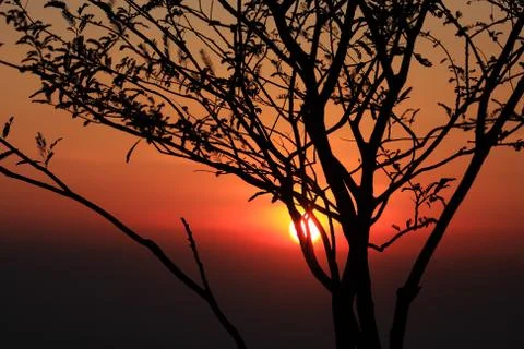 Tree at dawn with rays of the sun Stock Photos