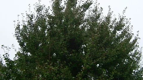 Tree on a day of heavy rain and wind Stock Footage 116469927