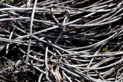 Tree dead brunches macro background fine art in high quality prints products Stock Photos