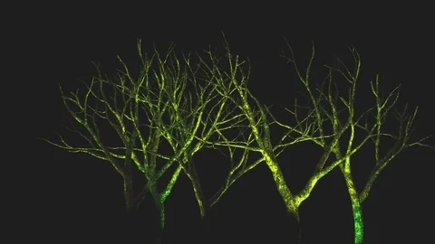 Tree dead rotation with lights 스톡 동영상 75739453