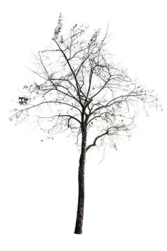 Tree (Dead tree) isolated on white background Stock-Fotos