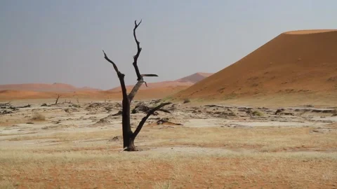 Tree in Deadvlei, Namibia Stock Footage 141309228
