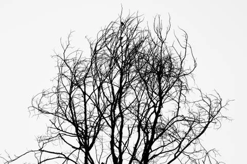 Tree of death. 스톡 사진